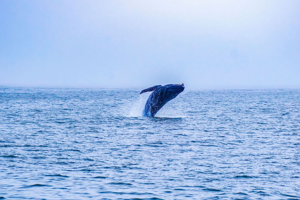 Majestic humpback whale breaching in bright blue ocean waters on a clear day.