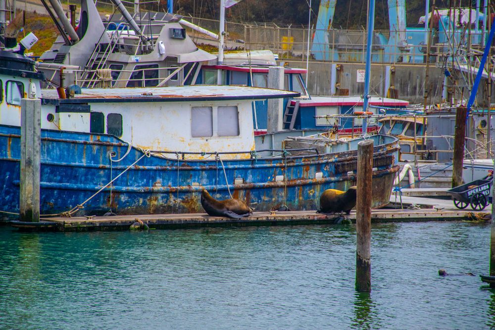 Weathered fishing boats docked at a marina with blue and white paint schemes.
