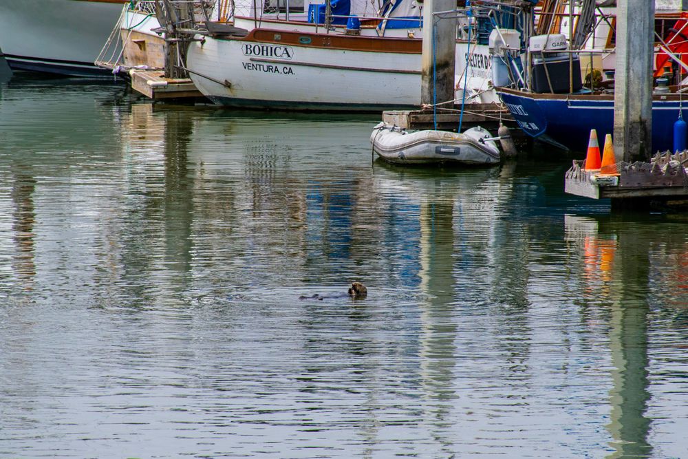 Calm marina waters reflect docked boats and harbor infrastructure.
