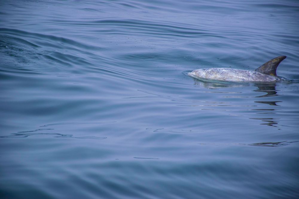 Dolphin fin breaking through calm blue ocean waters.