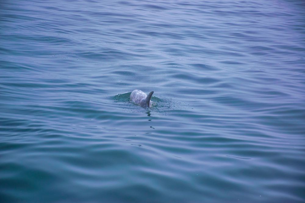 Dolphin surfacing in tranquil turquoise waters.
