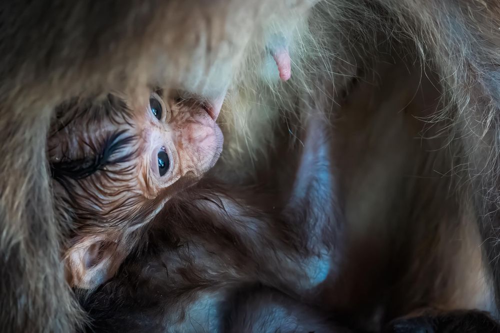 Extreme close-up of baby orangutan's face showing detailed features and fur.