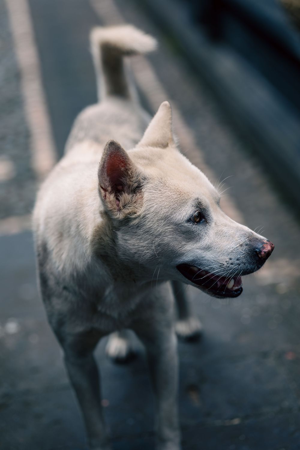 A series of profile shots showing a white dog's head in motion against a dark background.
