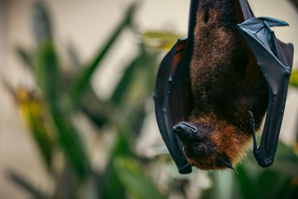 Close-up of a fruit bat hanging upside down with blurred foliage in background.