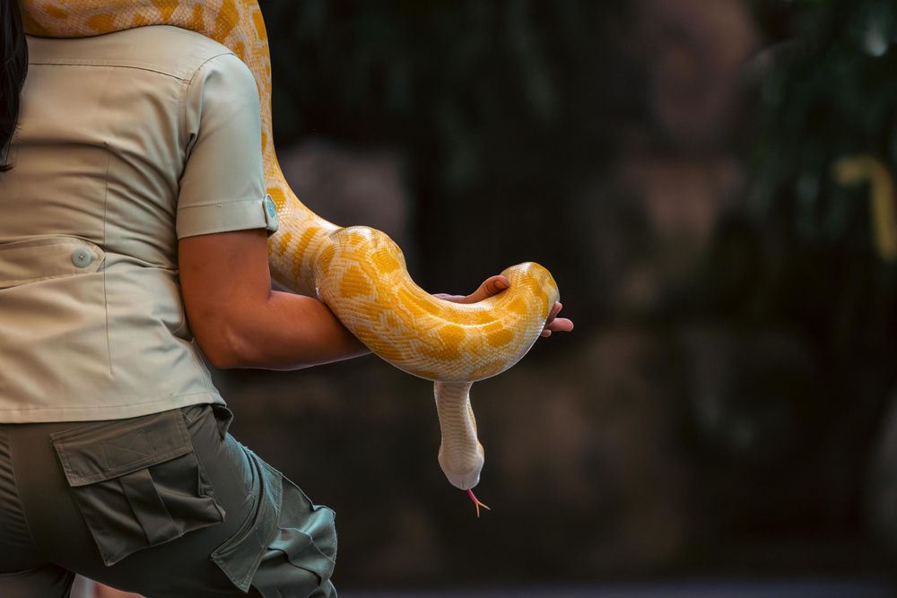 Yellow albino snake being held by a handler against dark background.