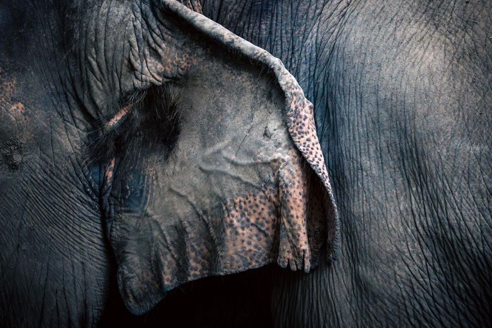 Close-up texture detail of wrinkled elephant skin showing natural patterns.