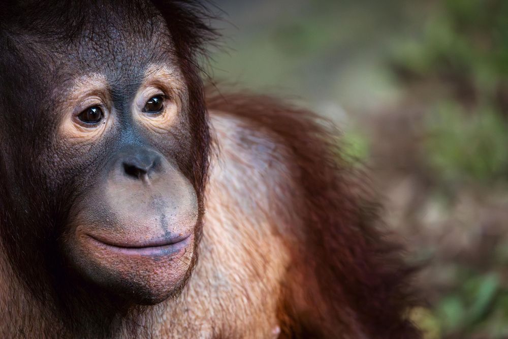 Close-up portrait of a young orangutan with soulful expression and reddish-brown fur.