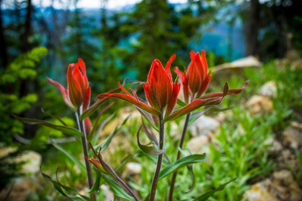 Vibrant red Indian Paintbrush wildflowers bloom against a blurred mountain backdrop.