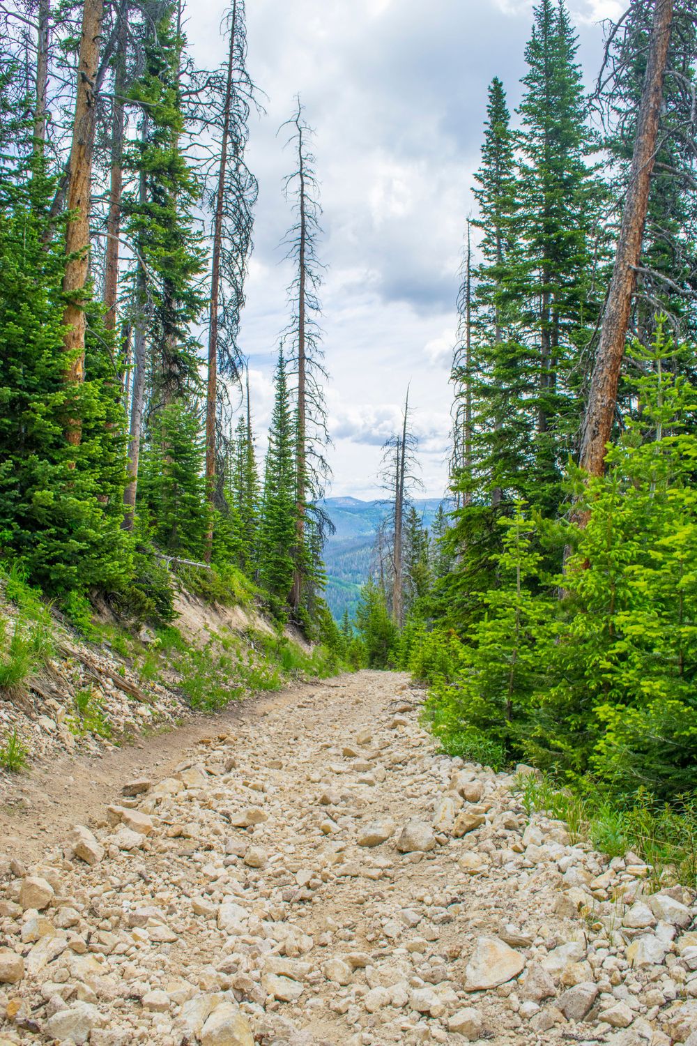 Rocky mountain trail descends through pine forest with distant peaks visible.