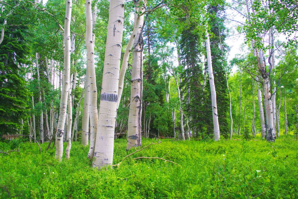 Sunlit aspen grove with white bark trunks rising from lush green summer undergrowth.