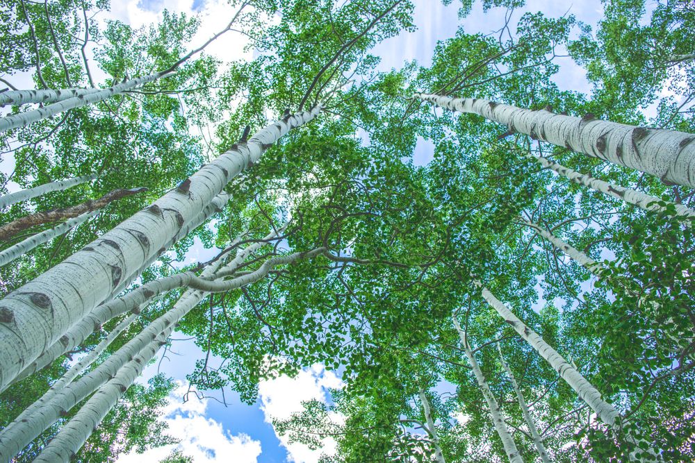 Looking up through towering aspen trees to blue sky and white clouds above.