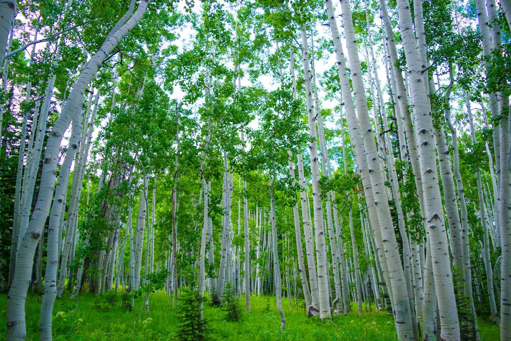 Sunlit aspen forest with tall white bark trees and green canopy in summer.