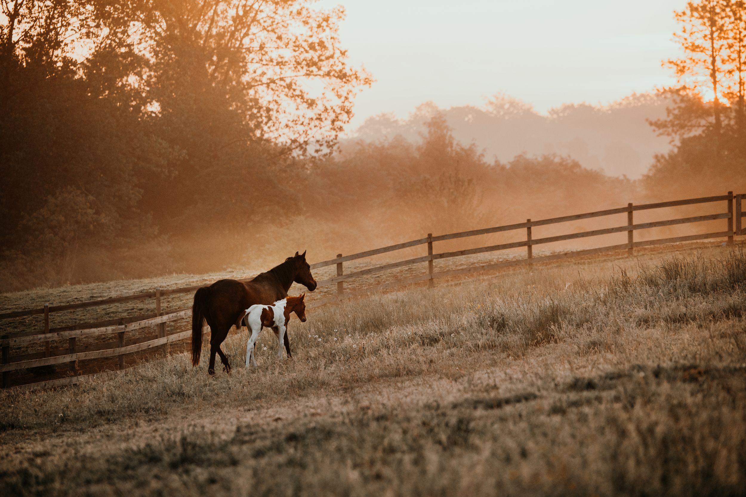 Two horses grazing in a fenced pasture during a misty sunset.