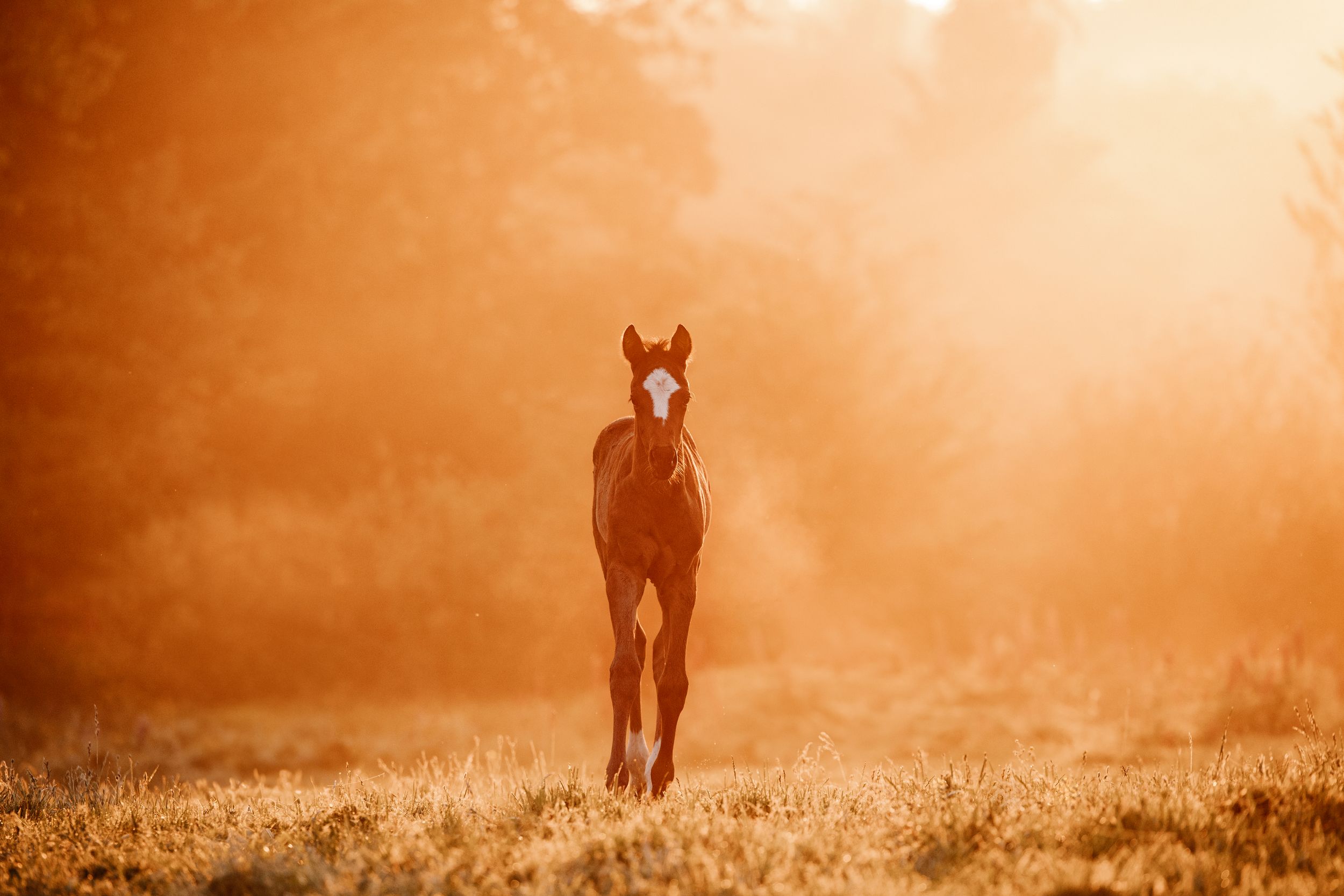 Young foal standing in golden morning light with fog in the background.