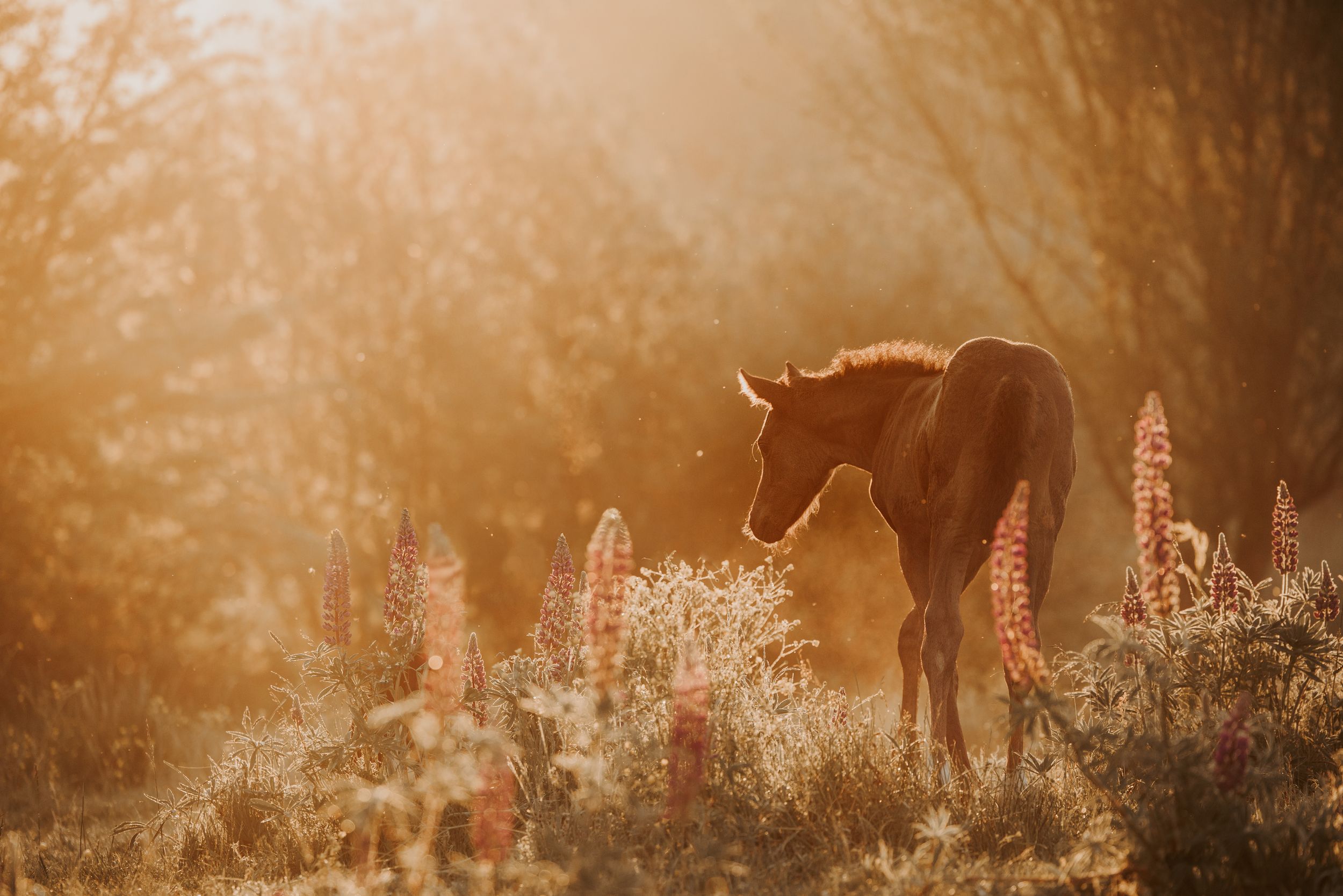 Horse silhouette among wildflowers in warm sunset light.