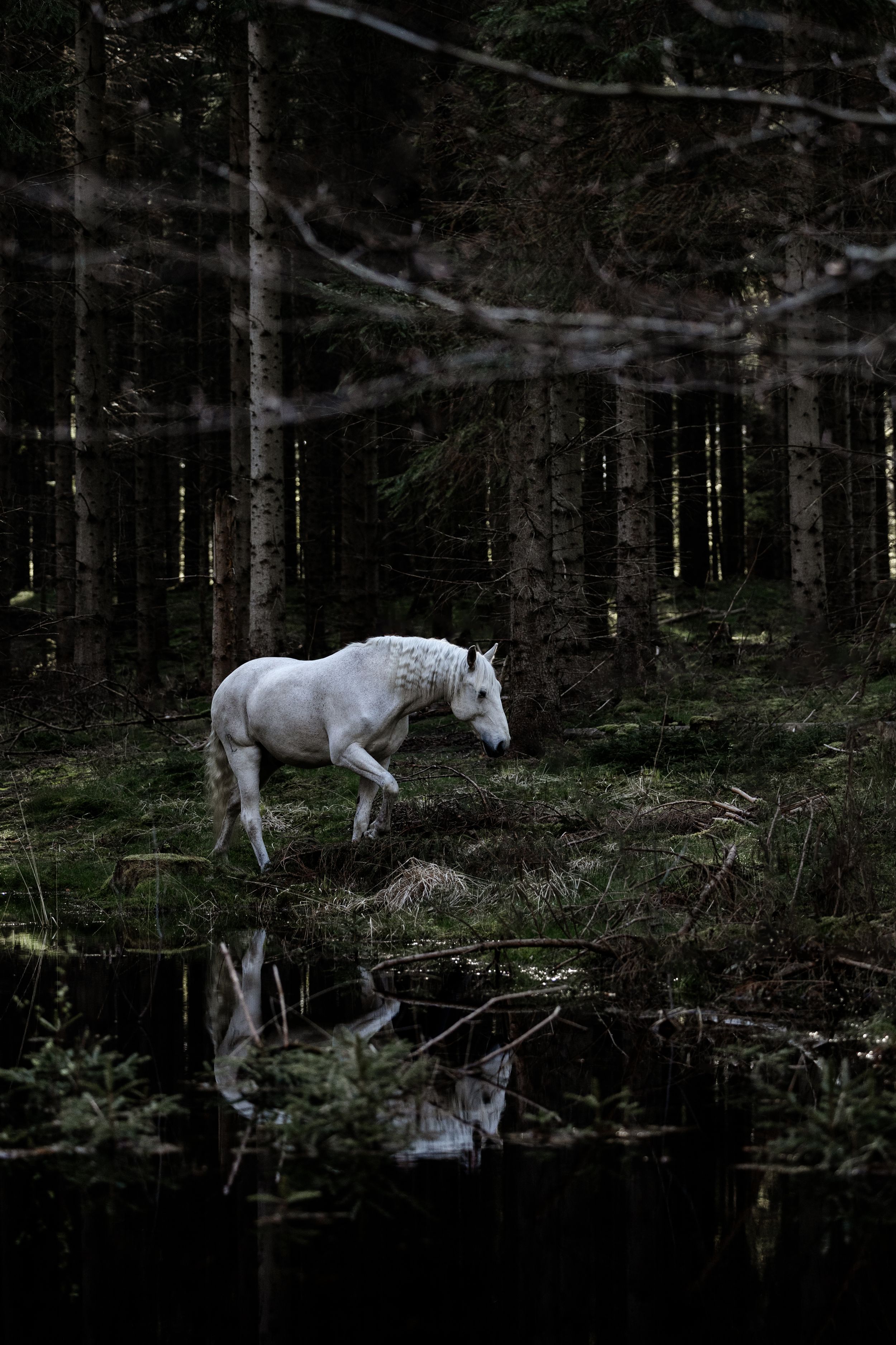 White horse stands near a reflective pond in a dark moody forest setting.
