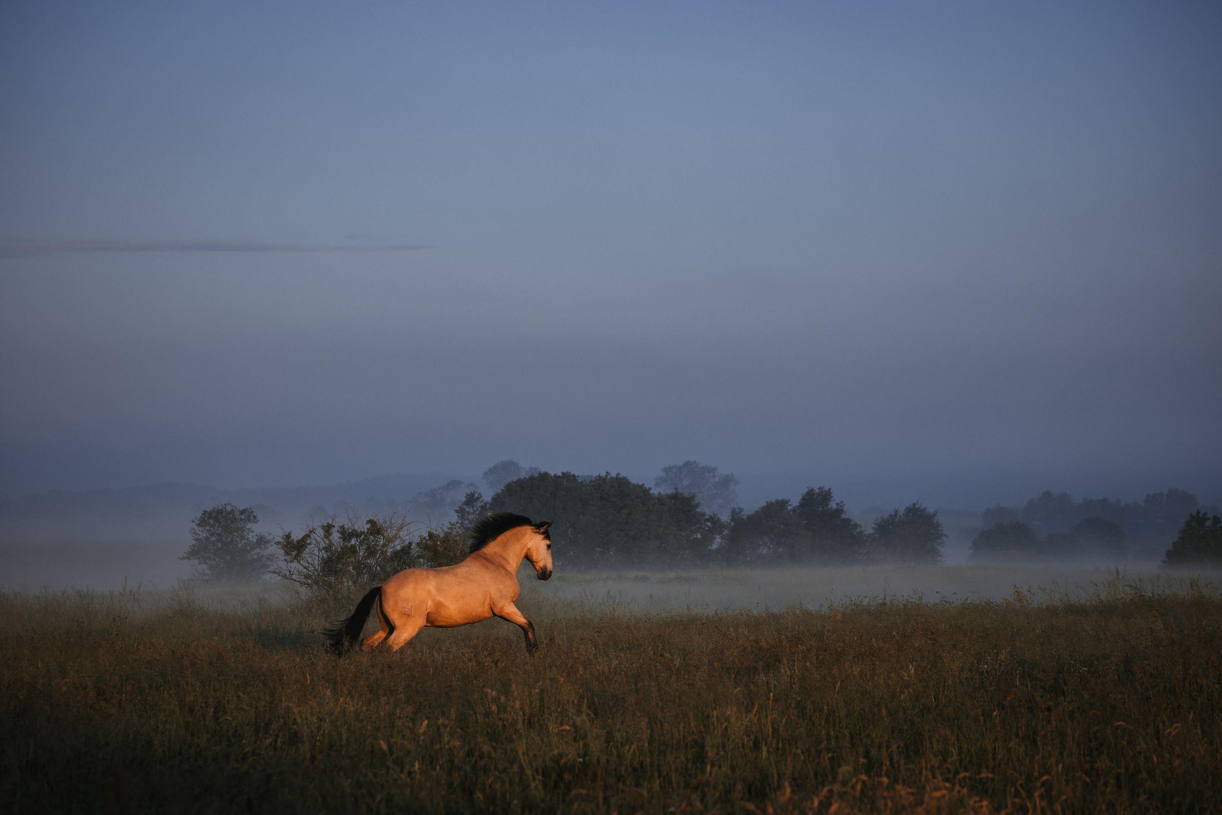 Wild horse galloping through misty field at dusk with dramatic lighting.