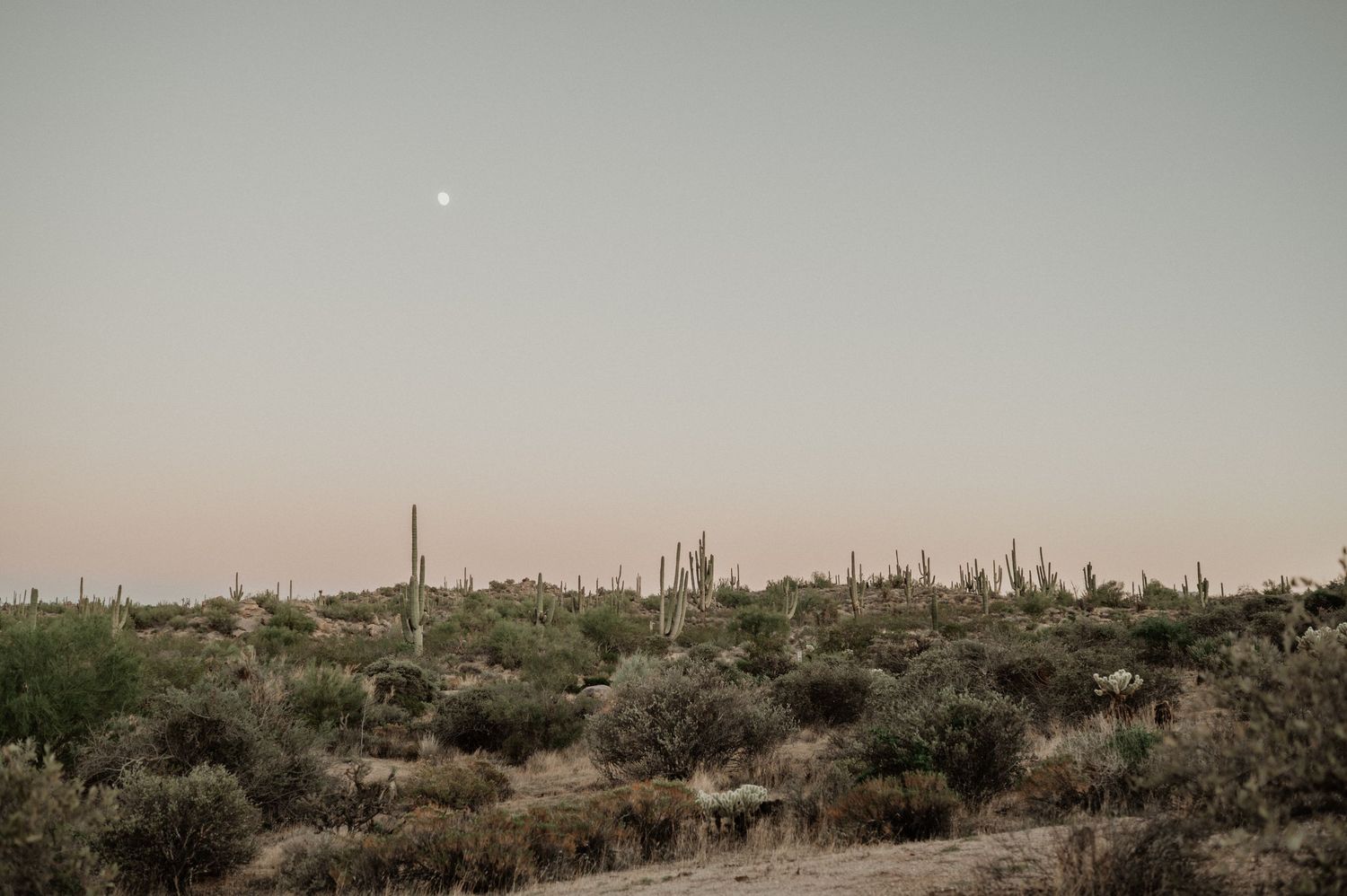 Delicate yellow wildflowers bloom against a soft, blurred desert background.