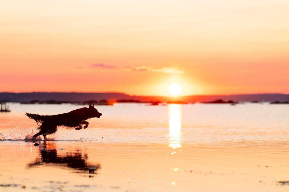 A dog stands in shallow water, reflected in the calm surface at sunset.