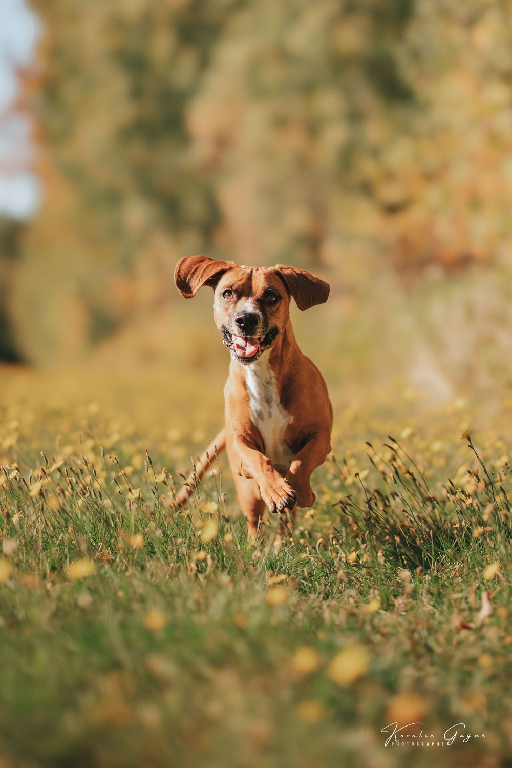 A dog runs through a field, its reflection visible in the water.