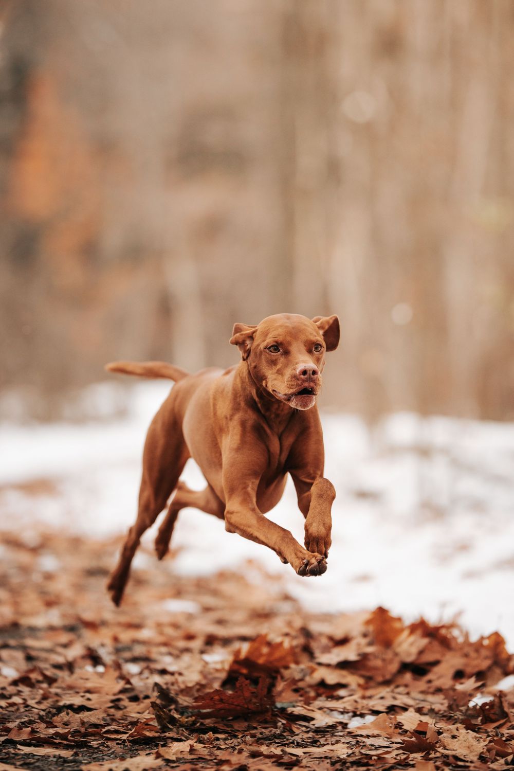 A brown dog running through the snow in a snowy outdoor setting.