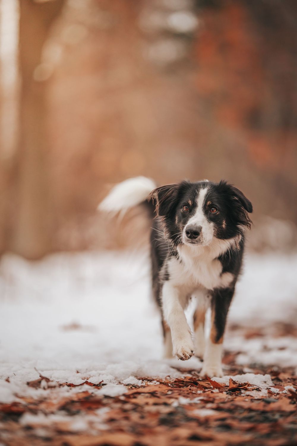 A black and white border collie dog walking on a path in a snowy outdoor setting.