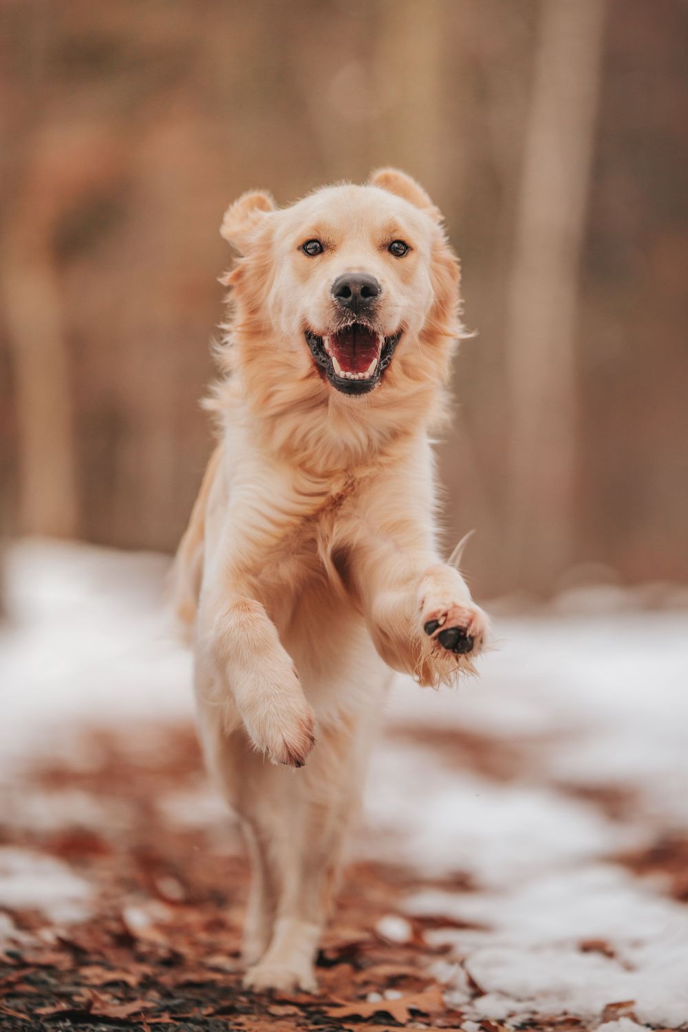 A golden retriever dog running through the snow in a snowy outdoor setting.