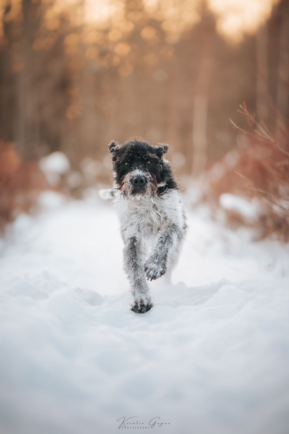A black and white border collie dog running through the snow in a snowy outdoor setting.