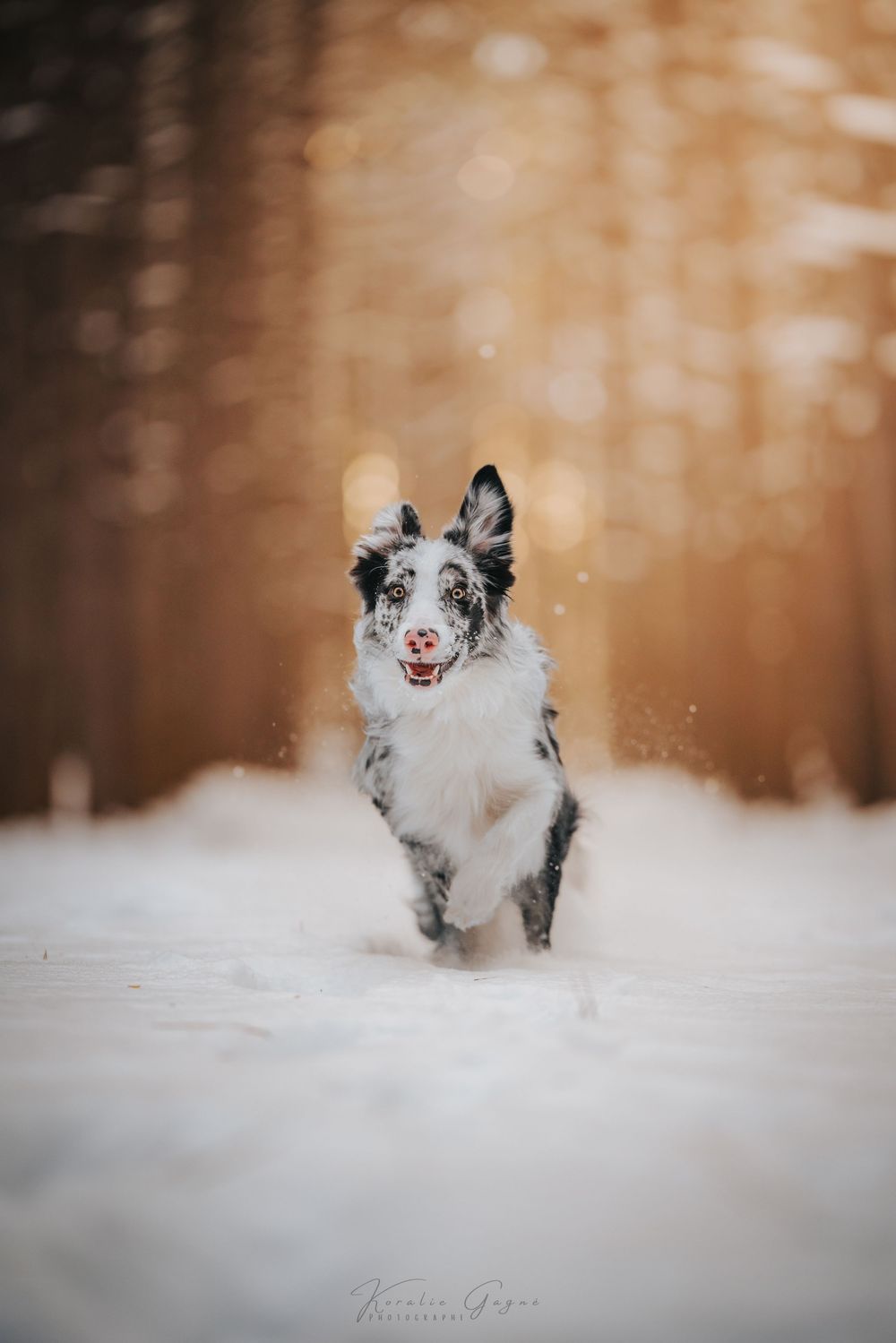 A black and white border collie dog running through the snow in a snowy outdoor setting.