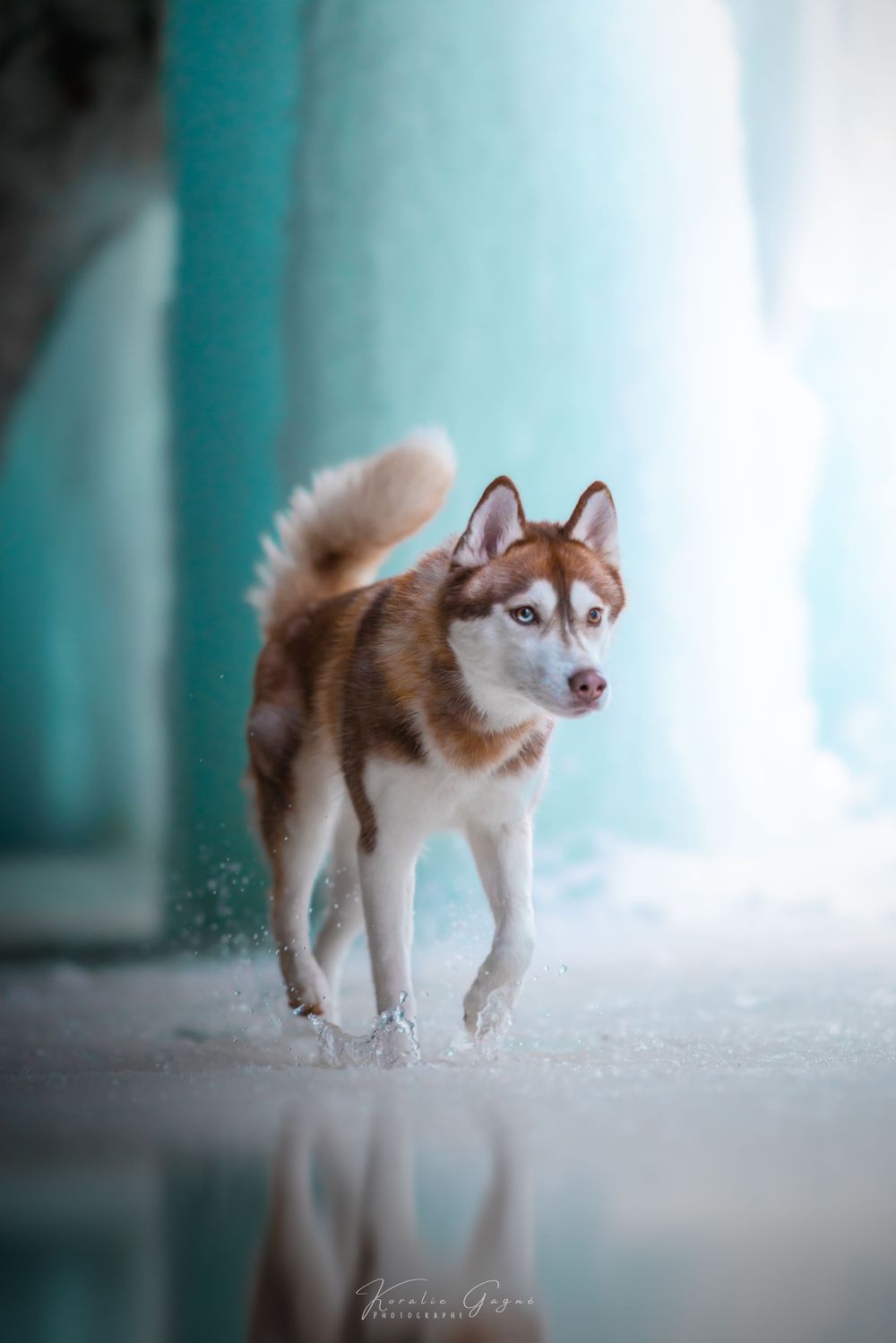 A brown and white husky dog running through the snow in a snowy outdoor setting.