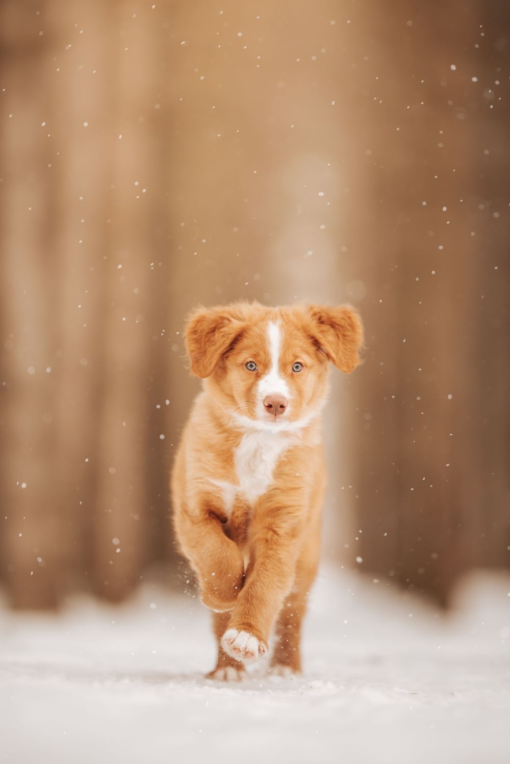 A dog with a reddish-brown coat sits in the snow in front of a large ice formation.