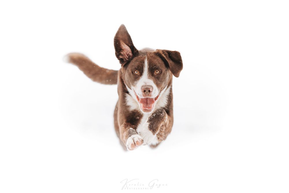 A brown and white dog with a friendly expression sitting on a white background.