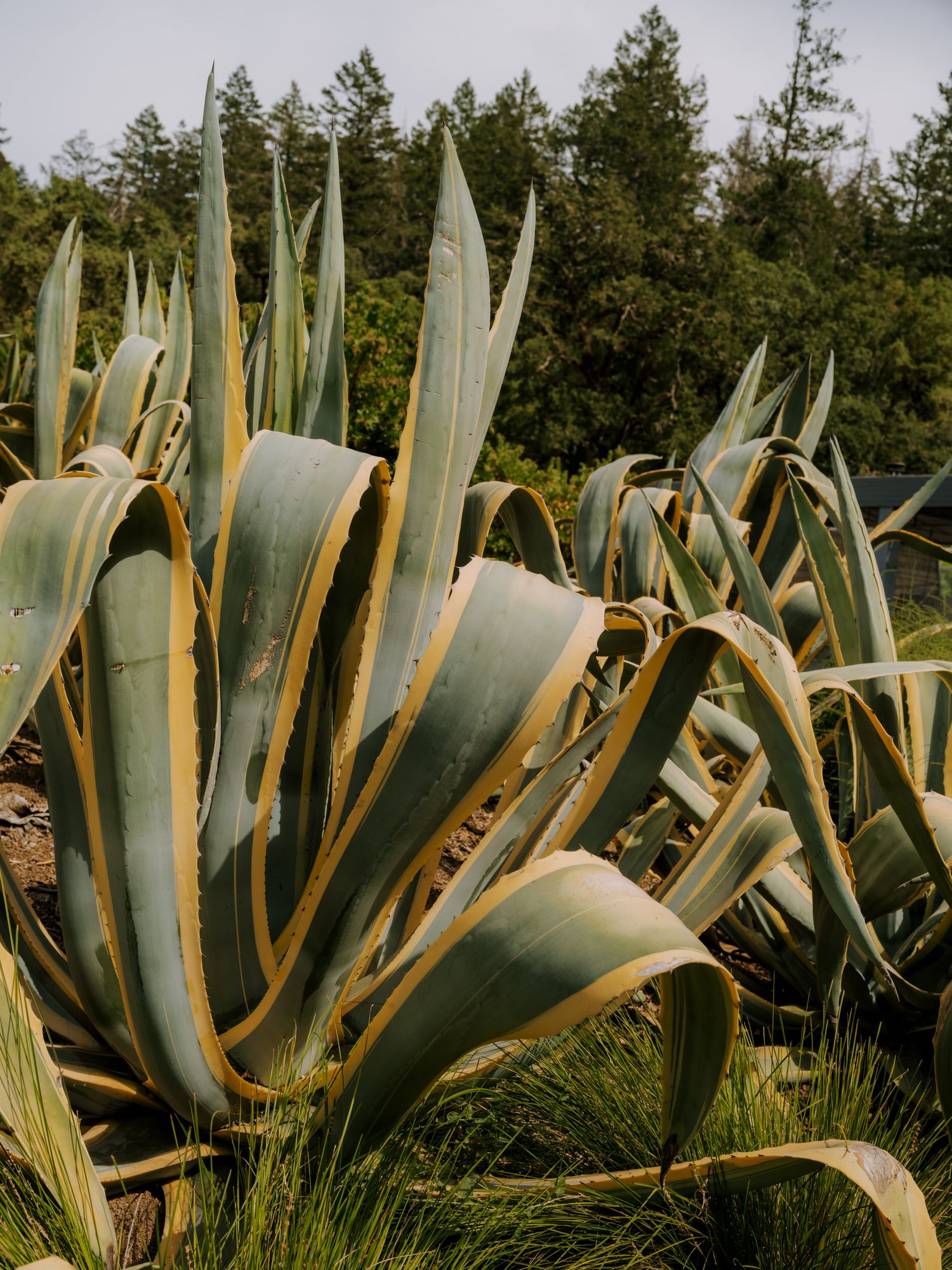 Large agave plants with thick, spiky leaves growing in a garden with evergreen trees in the background.