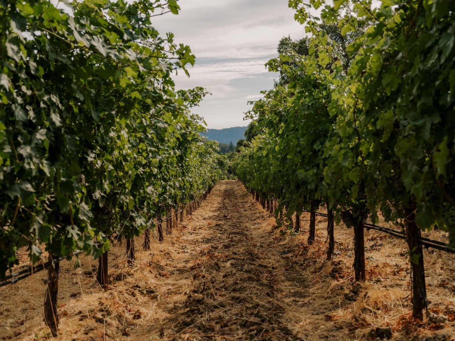 Rows of grapevines stretch into the distance at a vineyard with mountains visible on the horizon under cloudy skies.