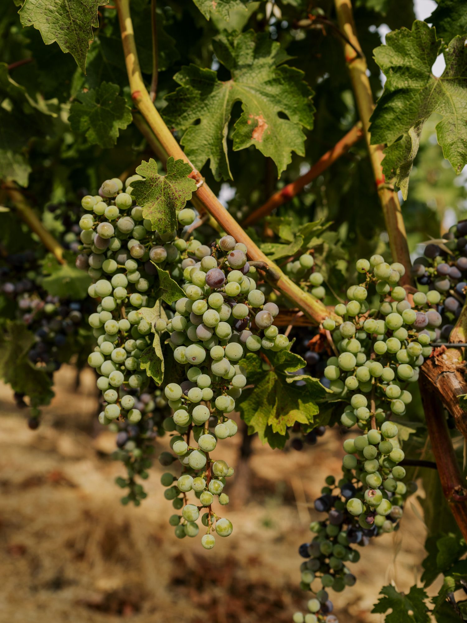 Clusters of green wine grapes ripening on vines with large leaves in a sunny vineyard.