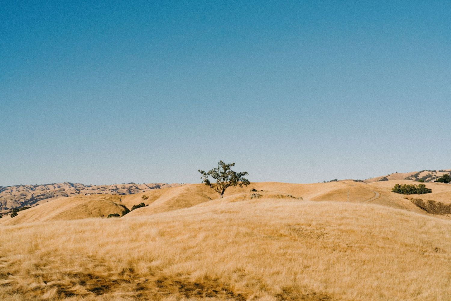 A lone tree stands on a golden hill against a bright blue sky in a California landscape.
