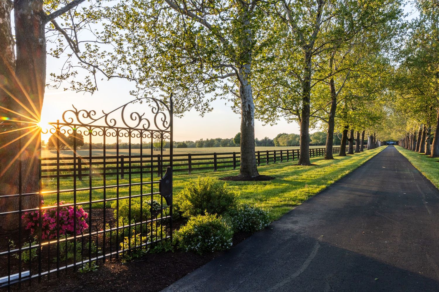 Tree-lined driveway with ornate iron gate at sunset, lush green lawn and wooden fence in background.