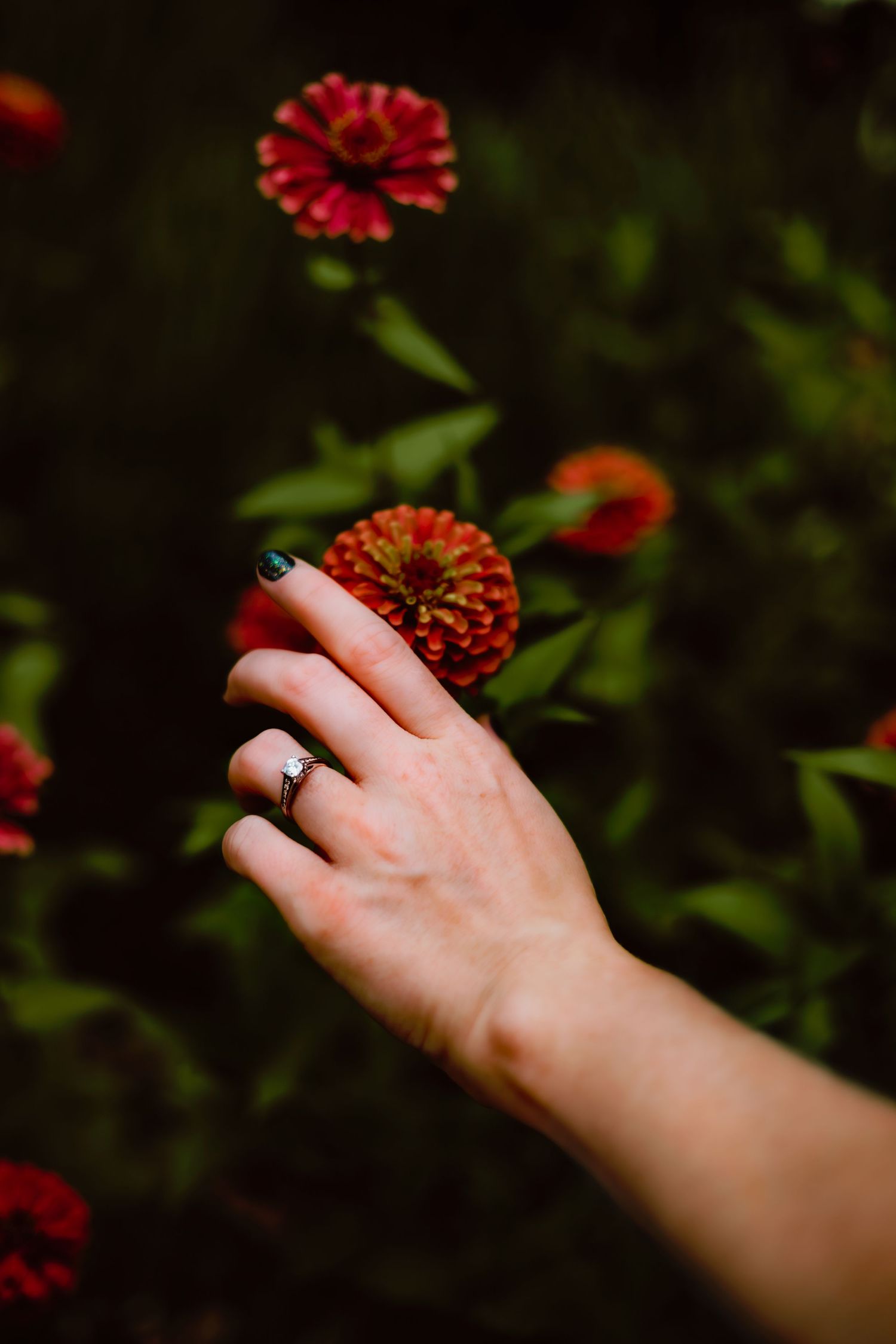 Close up of a hand with engagement ring reaching towards red zinnia flowers in garden.