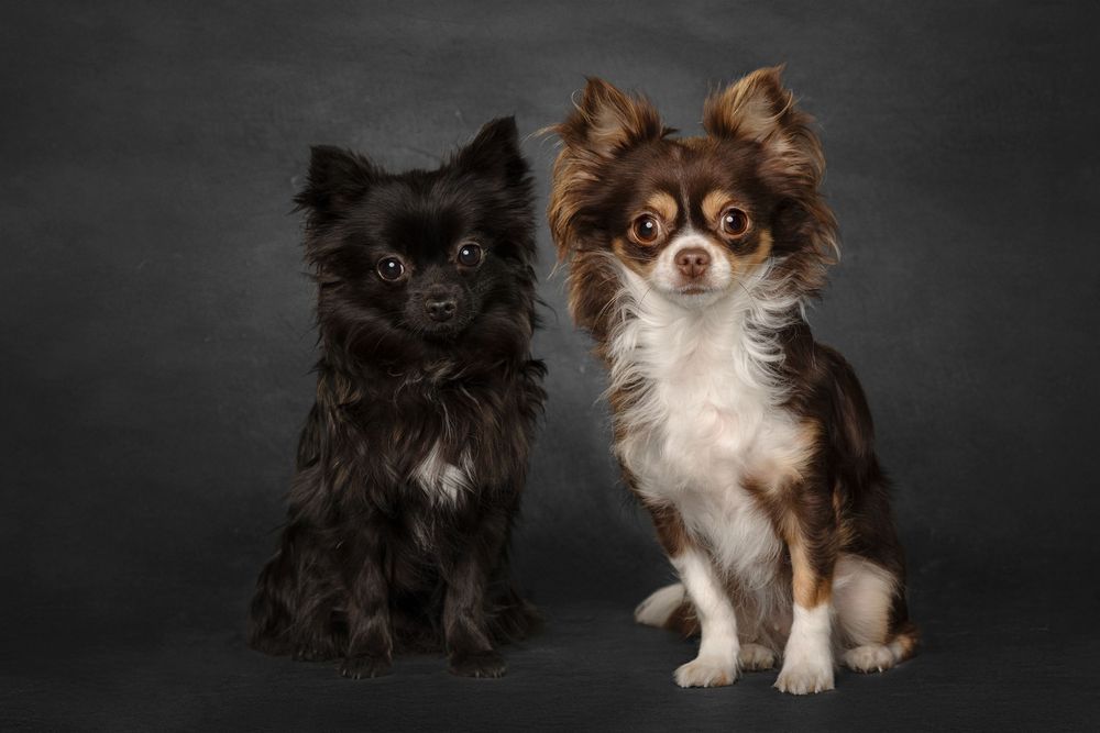 Small dogs of different breeds sit together against dark studio background.