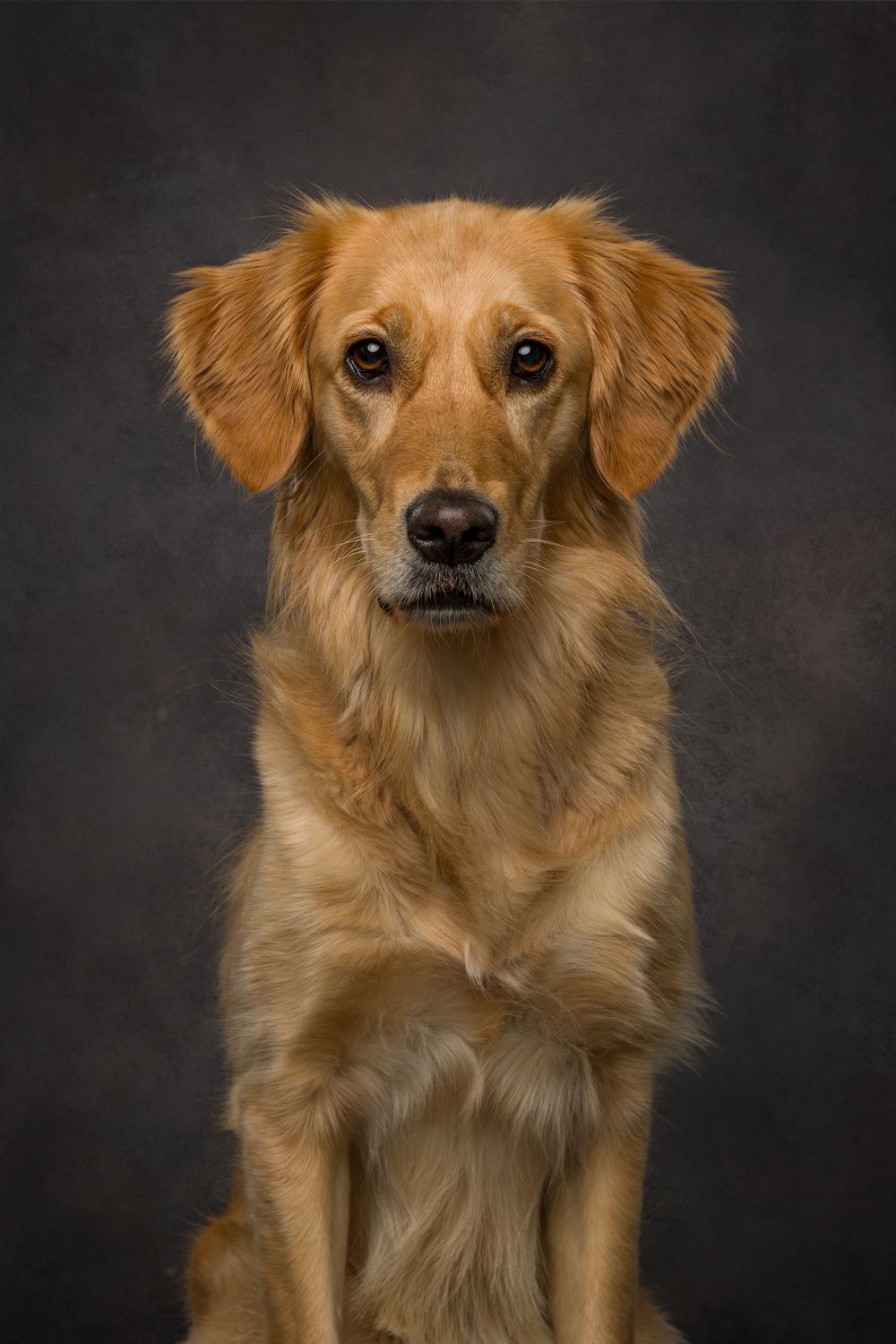 Golden retriever poses for portrait against dark background.