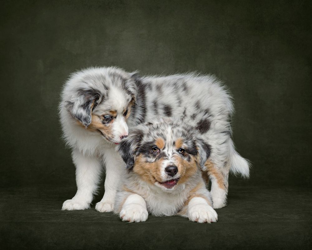 Australian Shepherd puppies lying together against a dark studio background.