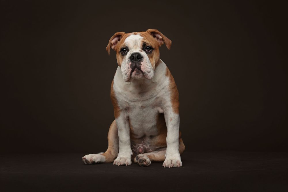 English Bulldog puppy sits in studio against dark background.