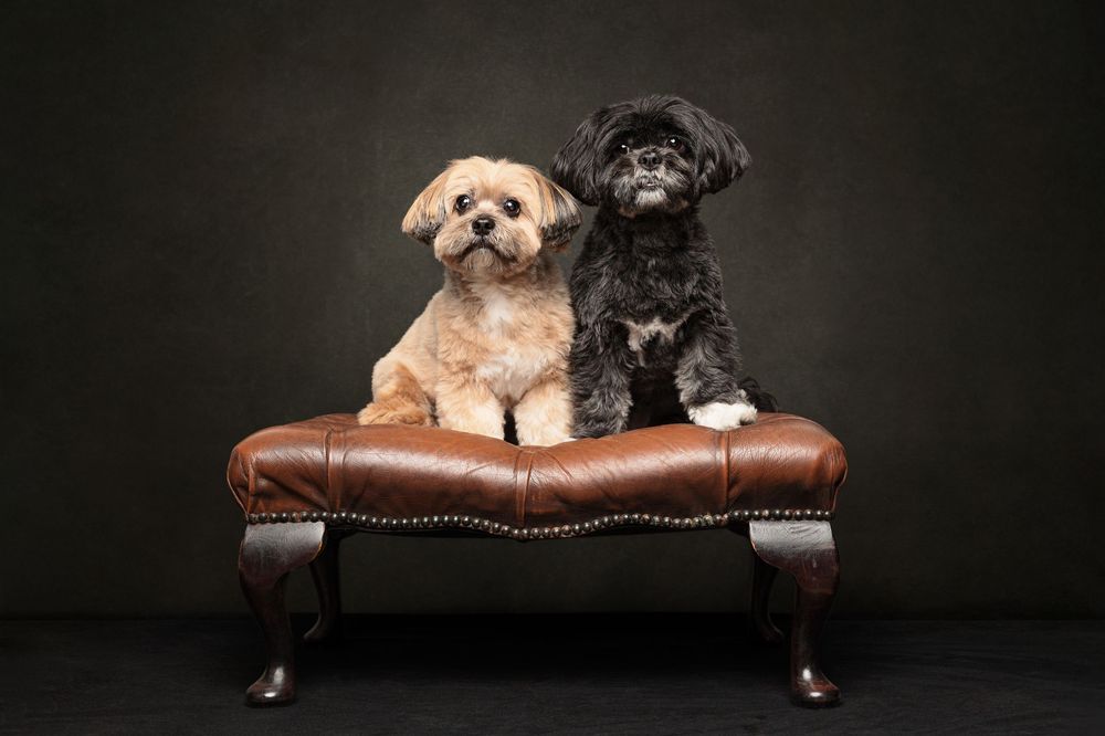 Small dogs sitting on a leather ottoman against a dark background.