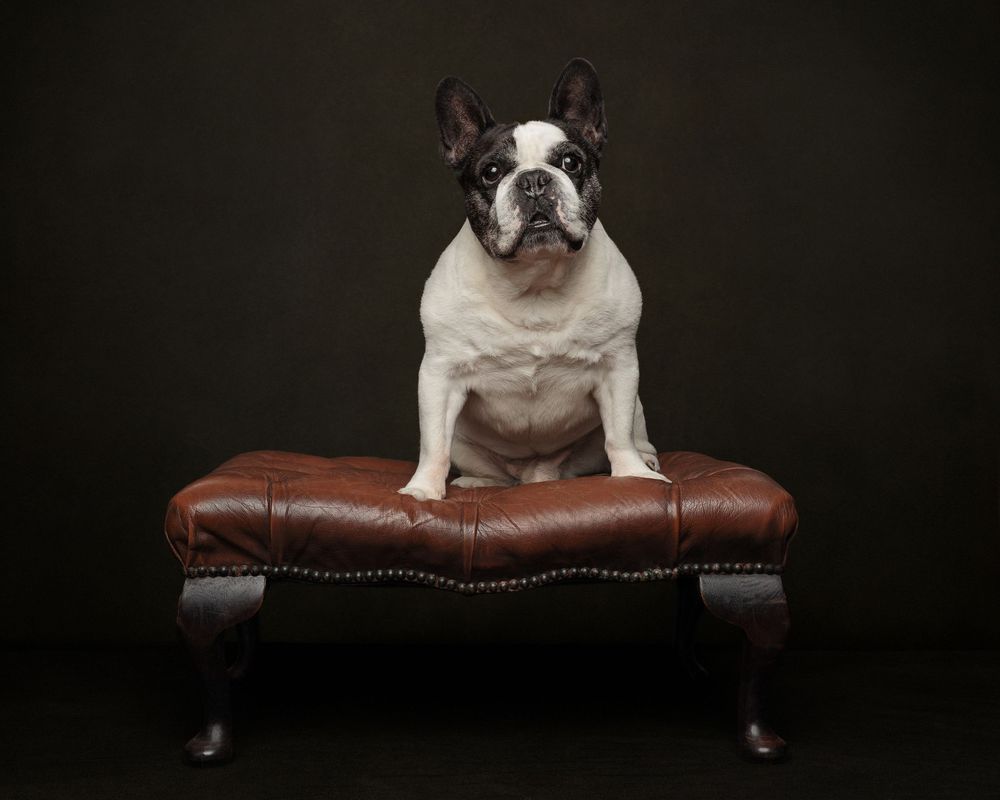 French Bulldogs sitting on a brown leather bench in a studio setting.