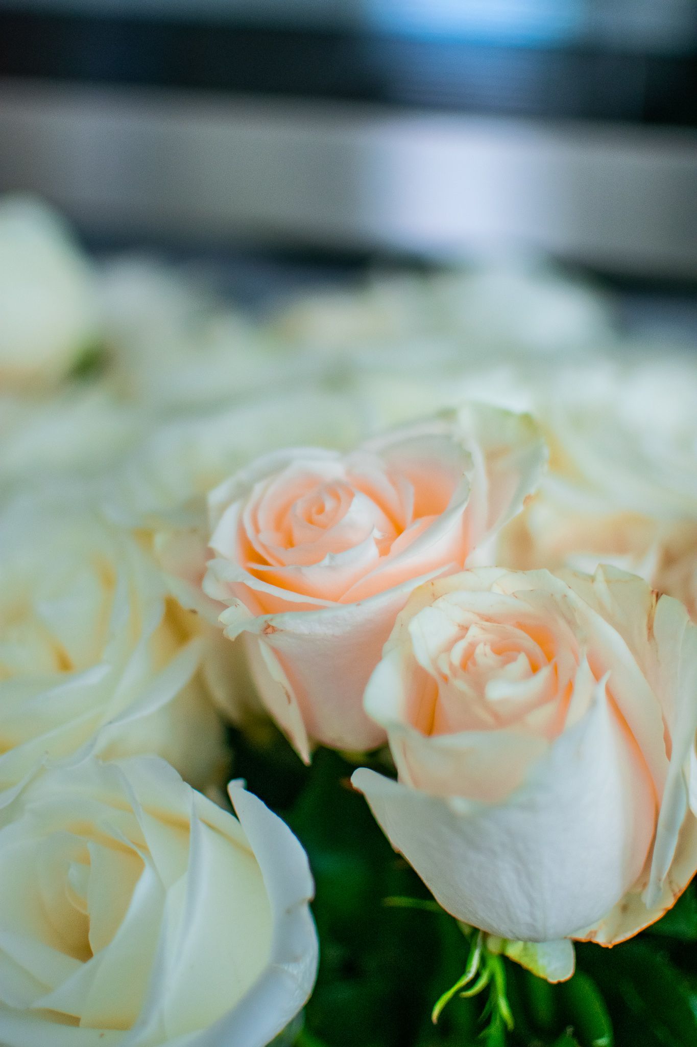 Close-up of peach and white roses with soft focus petals.