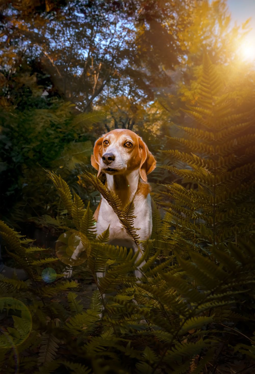 Beagle dog peeks through green ferns in sunlit forest during golden hour creating magical nature scene.