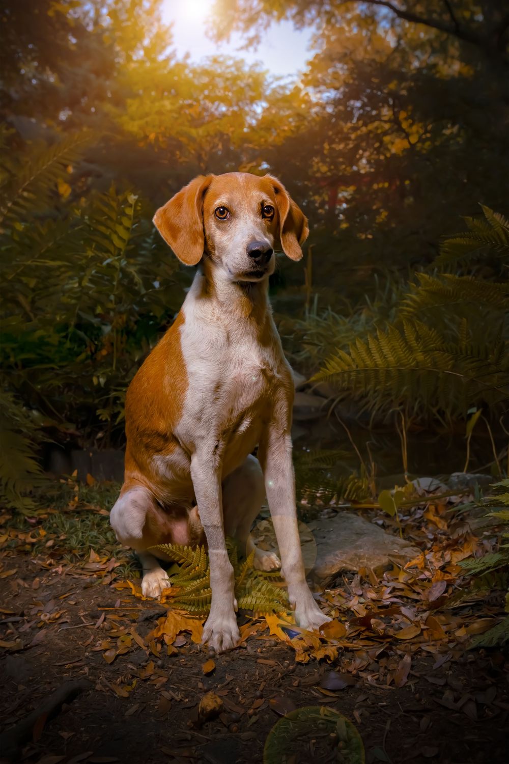 A brown and white puppy sits on fallen autumn leaves in a forest during golden hour lighting.