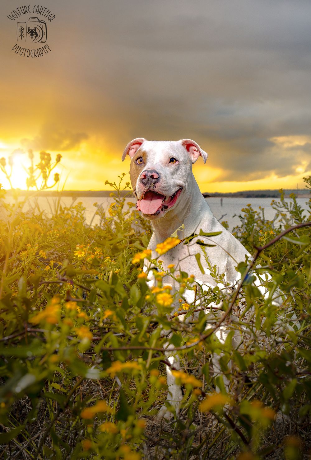 White pit bull dog peeks through yellow wildflowers at sunset with warm golden light in background.