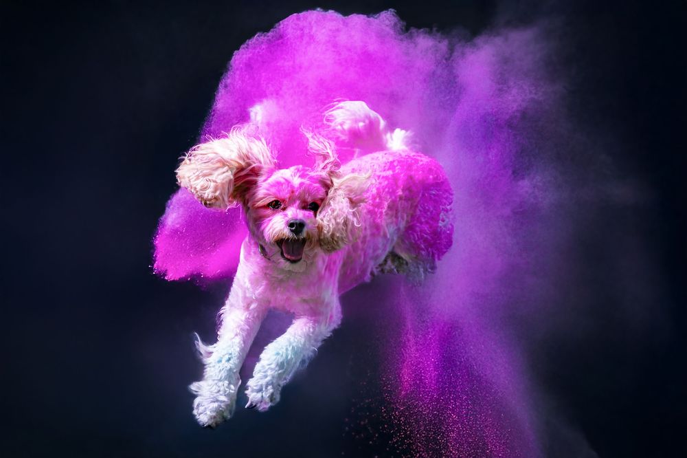 White dog leaping through vibrant pink powder creating a colorful explosion effect against dark background.