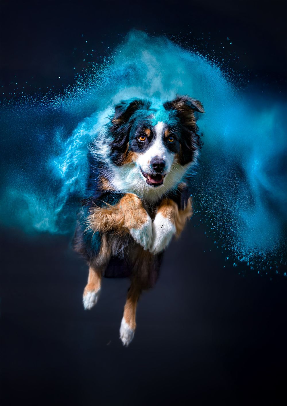 Australian shepherd dog leaping through blue powder clouds against dark background in dynamic action sequence.
